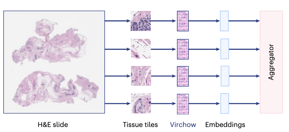 A foundation model for clinical-grade computational pathology and rare cancers detection paper image