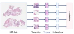 A foundation model for clinical-grade computational pathology and rare cancers detection paper image