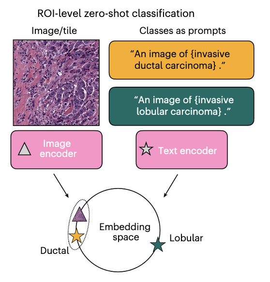 A visual-language foundation model for computational pathology paper image