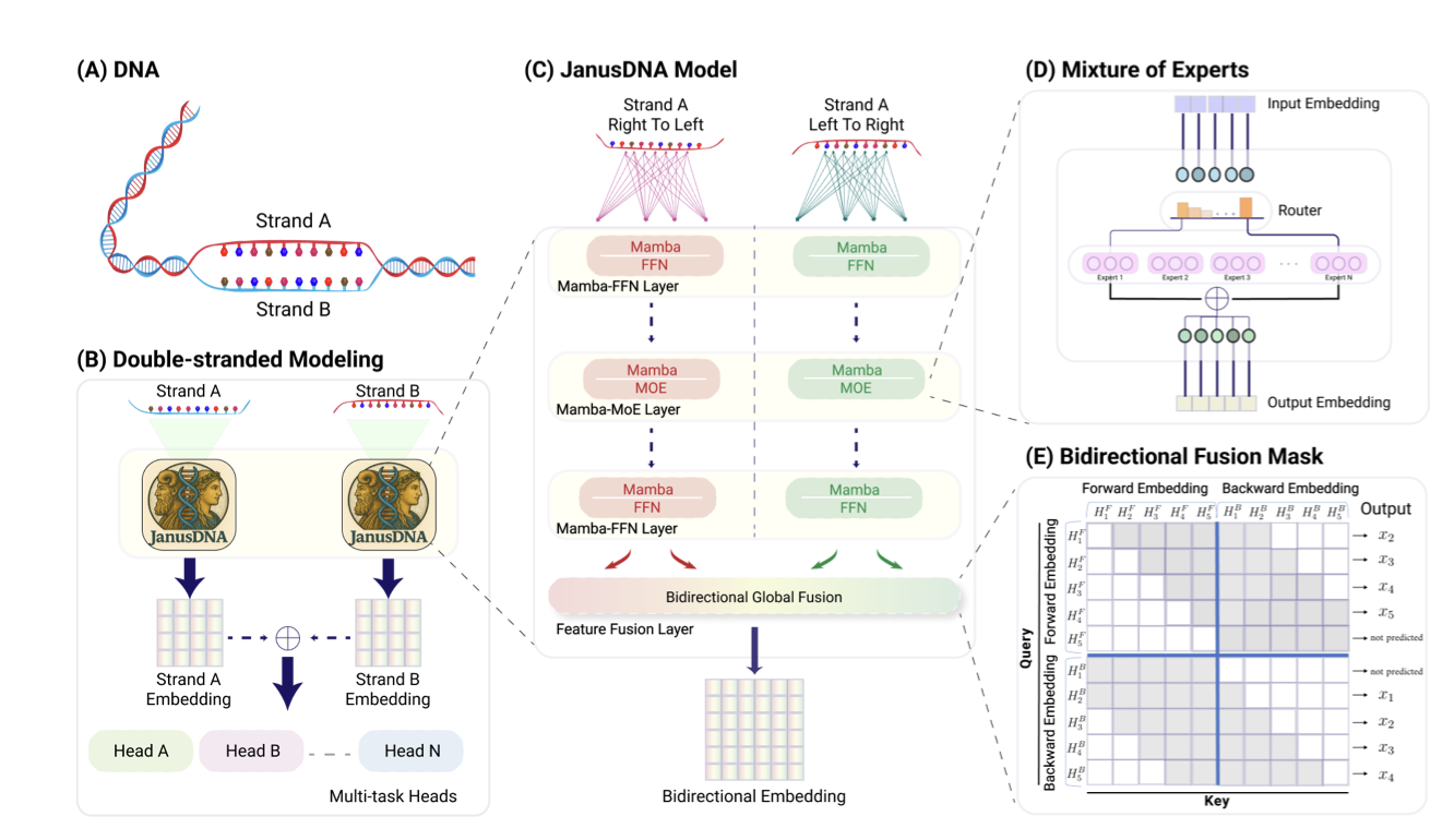 JanusDNA: A Powerful Bi-directional Hybrid DNA Foundation Model paper image