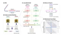 JanusDNA: A Powerful Bi-directional Hybrid DNA Foundation Model paper image